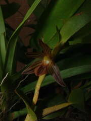 Image of Maxillaria quadrata