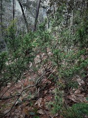 Juniperus monticola