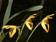 Image of Maxillaria longiloba