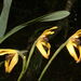 Maxillaria longiloba - Photo 由 Eric van den Berghe 所上傳的 (c) Eric van den Berghe，保留部份權利CC BY-NC