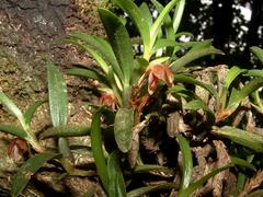 Maxillaria wercklei image