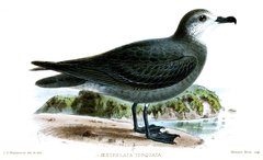Collared Petrel photo 4