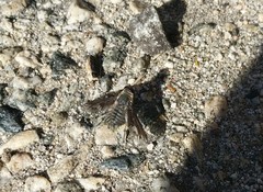 Poecilanthrax californicus