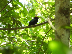 Chiroxiphia lanceolata image