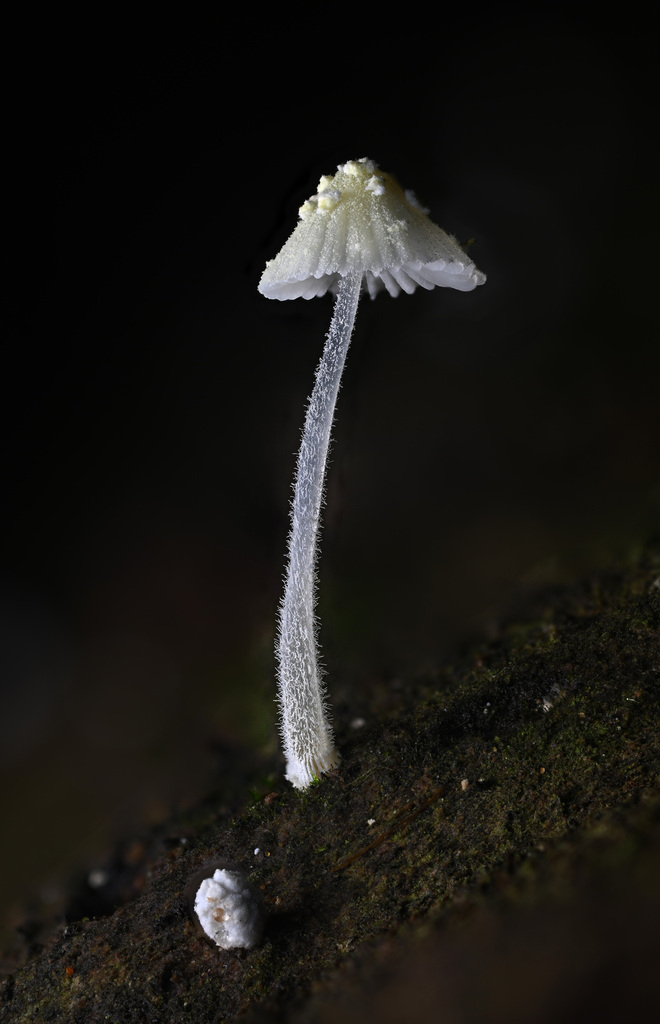 Mycena chloroxantha · March 2023 · photo: © alan_rockefeller (iNaturalist, cc-by-sa)