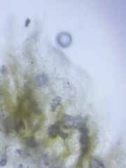 Tricholoma subluteum