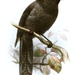 New Caledonian Owlet-Nightjar - Photo Joseph Smit, no known copyright restrictions (public domain)