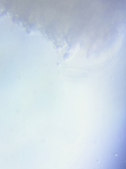 Tricholoma subluteum