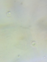 Tricholoma subluteum