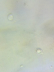 Tricholoma subluteum