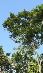 Cochlospermum orinocense