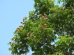 Cochlospermum orinocense