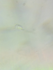 Tricholoma subluteum