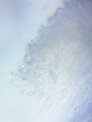 Tricholoma subluteum