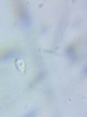 Tricholoma subluteum