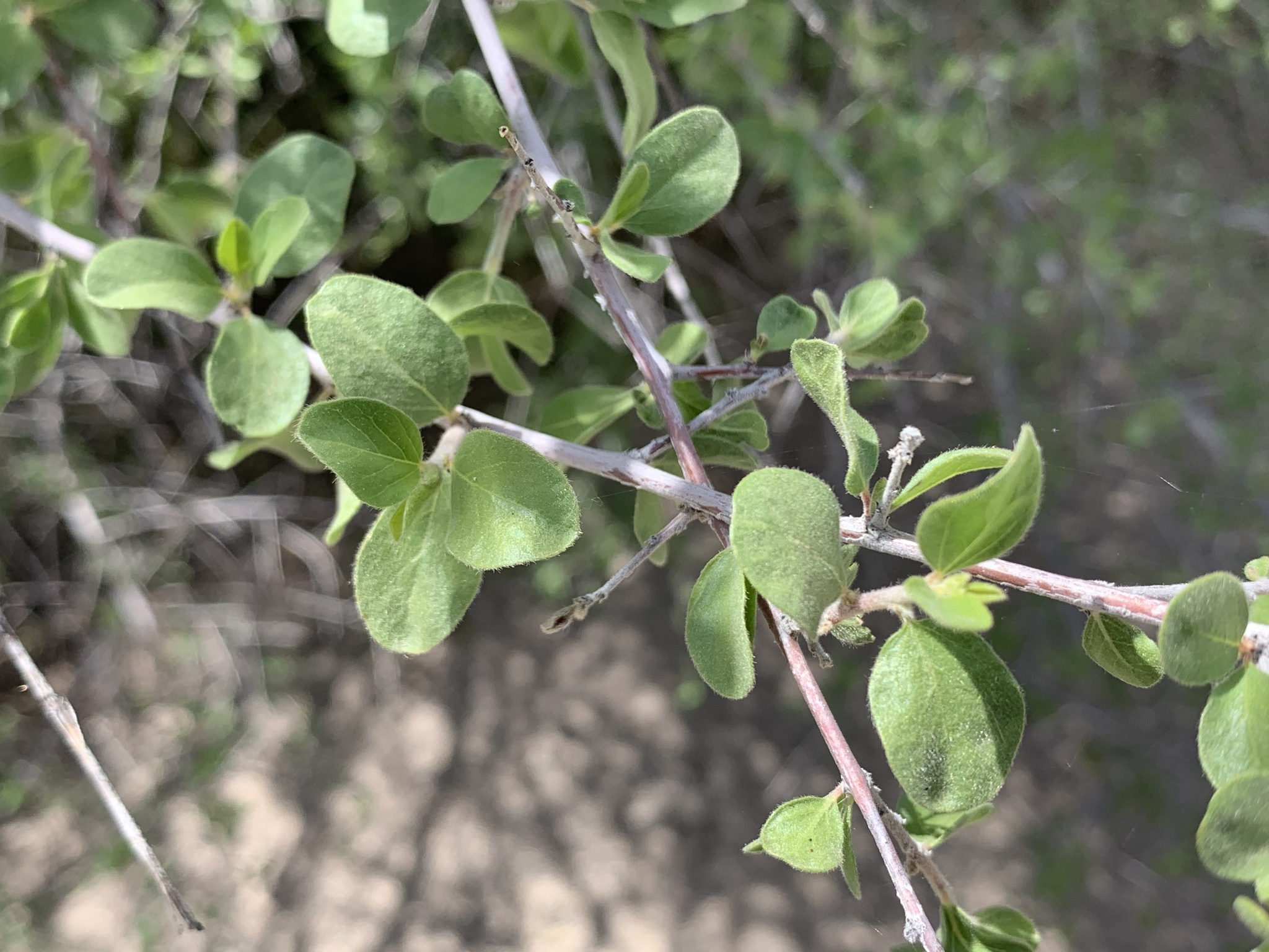 Colubrina californica