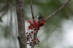 New Caledonian Myzomela photo 2