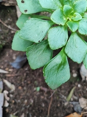 Aichryson pachycaulon subsp. immaculatum image