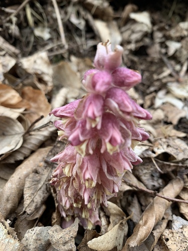 Potajnica (Lathraea squamaria)