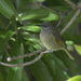 Dark-brown Honeyeater - Photo (c) David Ringer, some rights reserved (CC BY-NC-SA)