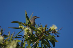 Grey-Eared Honeyeater photo 5