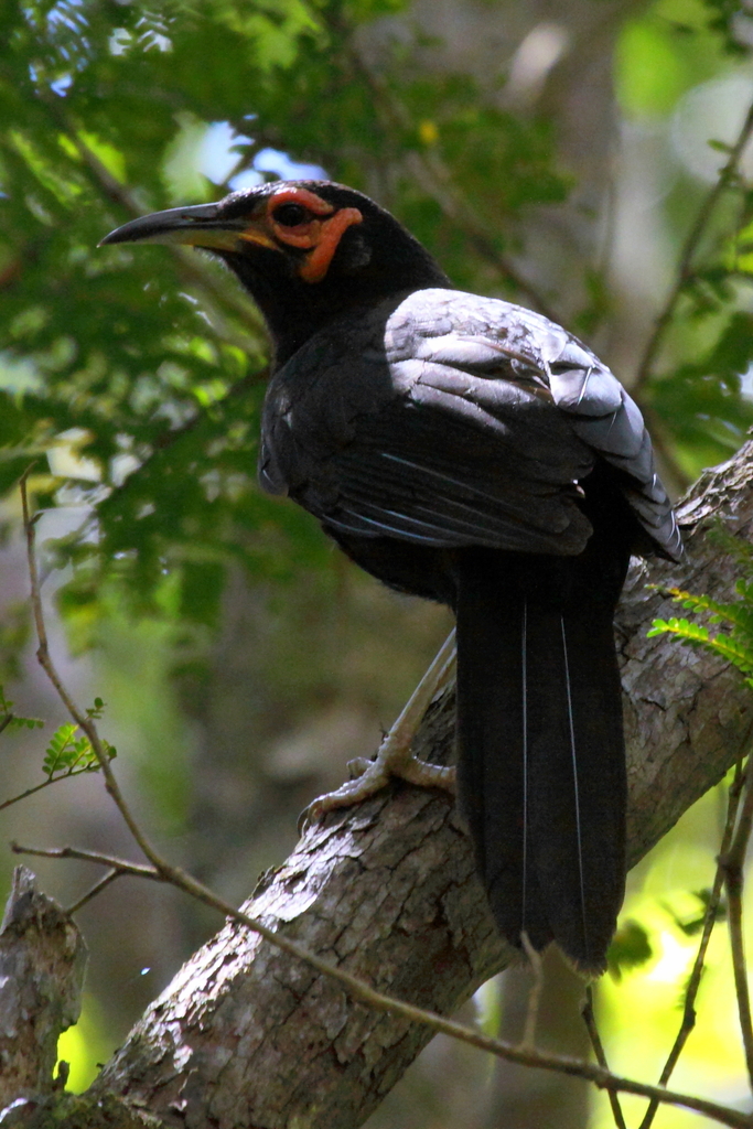 Crow Honeyeater