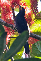 Crow Honeyeater photo 3
