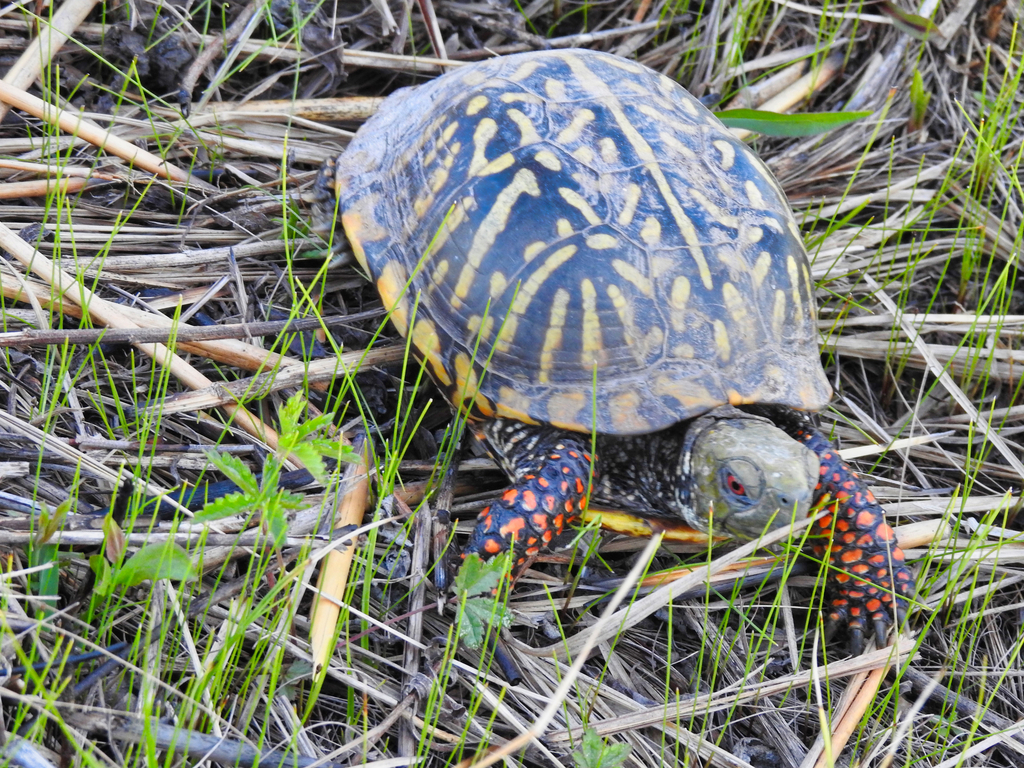 Ornate Box Turtle In April 2023 By Jaimejcoon INaturalist   Large 