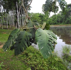 Monstera dubia