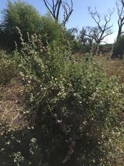 Malacothamnus fremontii