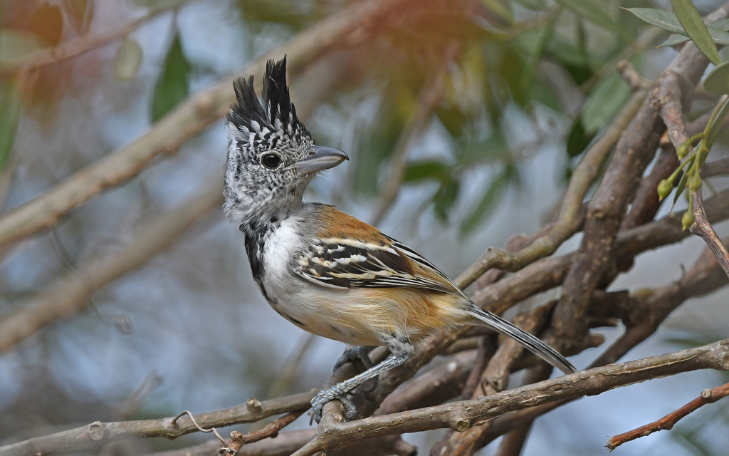 Black-crested Antshrike photo
