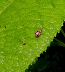 Asphaera quadrifasciata