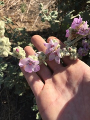 Malacothamnus fremontii