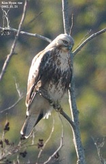 Buteo japonicus