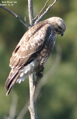 Buteo japonicus
