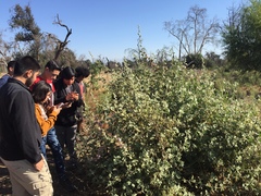 Malacothamnus fremontii
