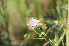 Anartia jatrophae