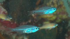 New-Moon Cardinalfish photo 2