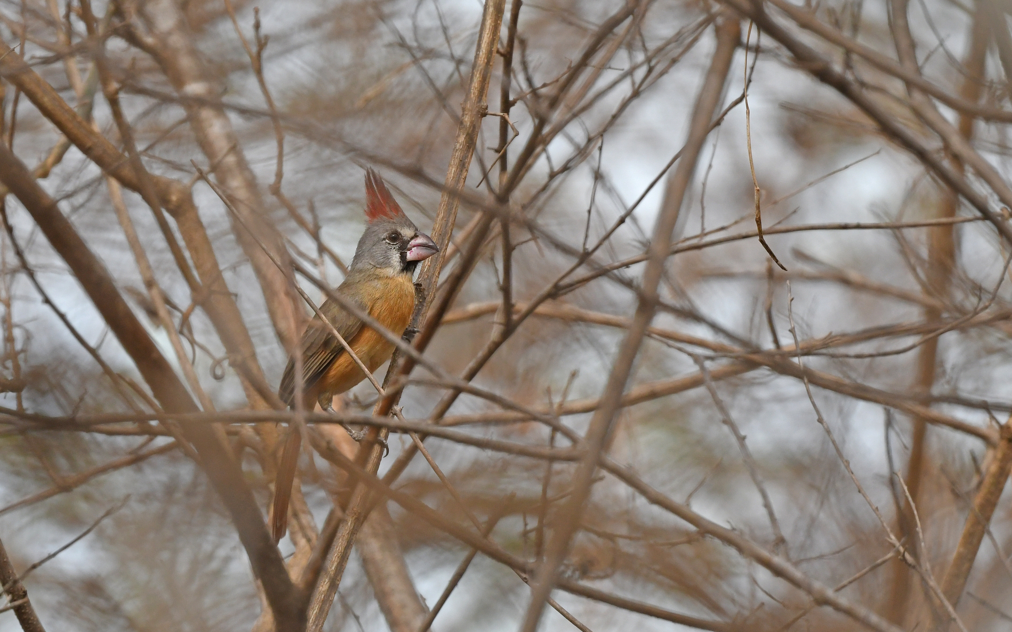 Vermilion Cardinal illustration