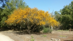 Vachellia caven