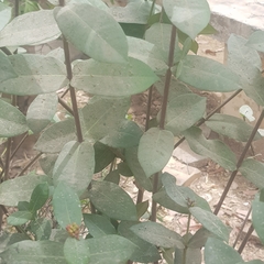 Image of Ixora chinensis