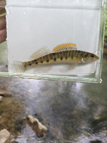 Mobile Logperch