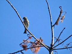 Haemorhous purpureus