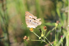Anartia jatrophae