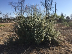 Malacothamnus fremontii