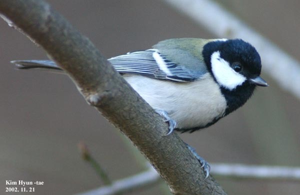 Cinereous Tit