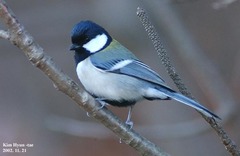 Cinereous Tit photo 3