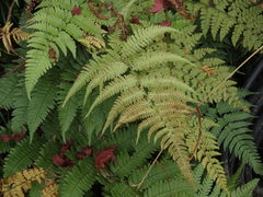 Coryphopteris japonica