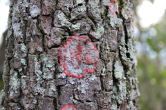 Herpothallon rubrocinctum