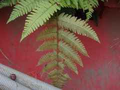 Dryopteris kinkiensis